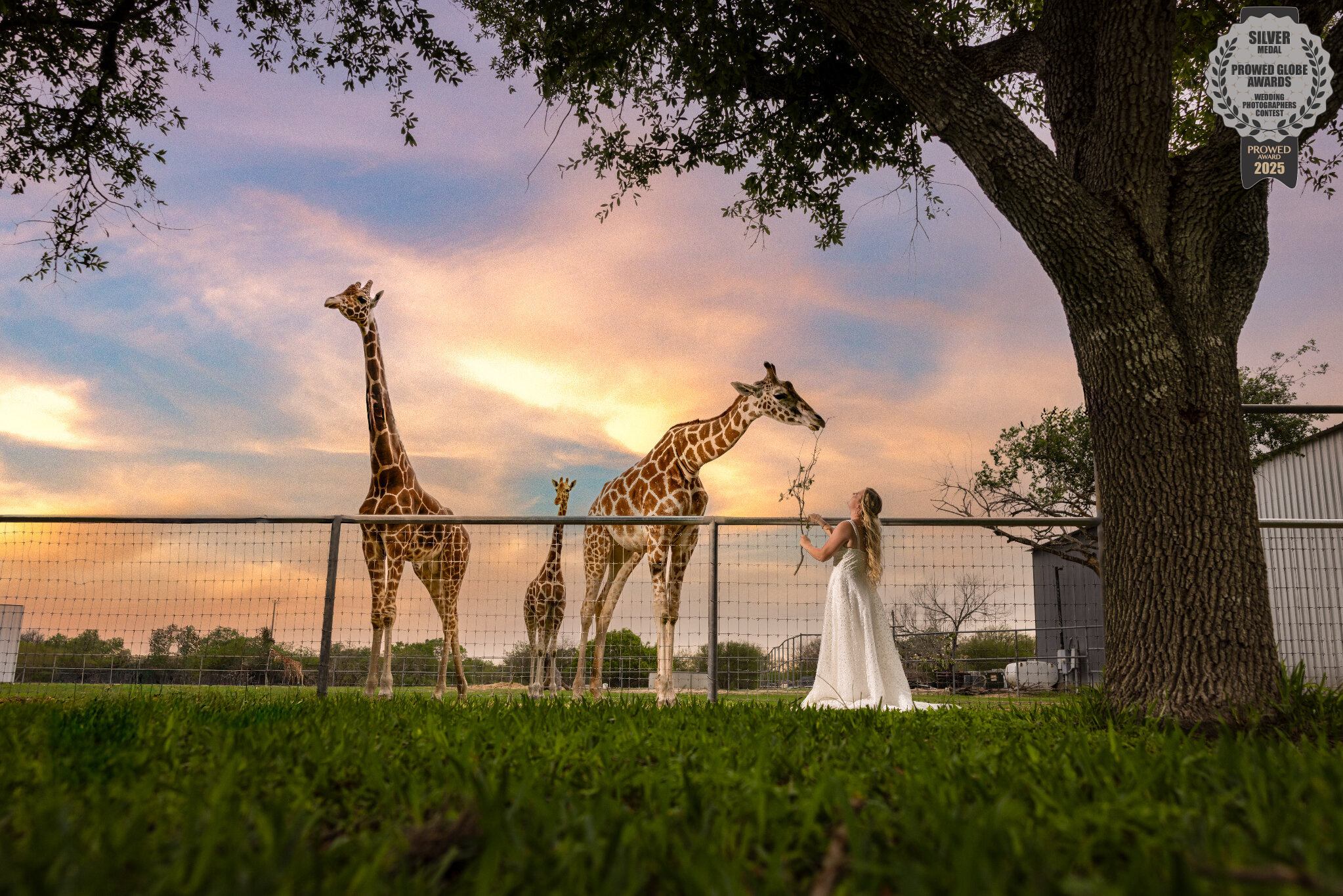 This ProWed 2025 Global Award Silver Medal Winning Photo of a bride in wedding gown feeding giraffes at sunset on private property in Beeville, Texas during a bridal session by Gabe Rene LLC
